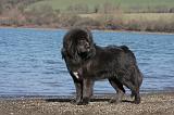 DOGUE DU TIBET 138